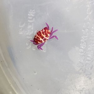画像: 《近海産甲殻類》シロスジベニオウギガニ(？)…当店ハンドコート採取