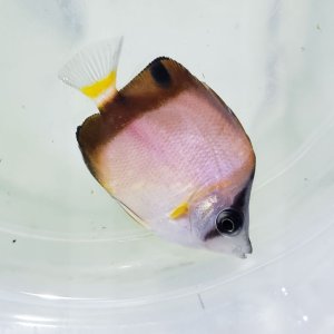 画像: 《近海産海水魚》熊野灘産★☆シラコダイ(SSサイズ)餌爆食い中…当店ハンドコート採取