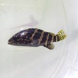 画像: ヤイトハタ （またはチャイロマルハタ）幼魚 ハンドコート個体