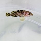 画像: 《近海産海水魚》【珍】ノミノクチ　ベビー