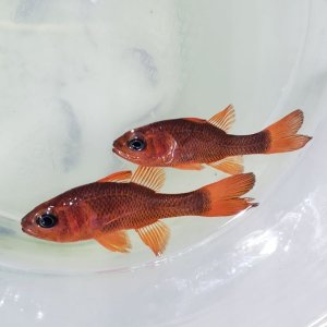 画像: 《近海産海水魚》【珍】ハナイシモチ　Sサイズ…当店ハンドコート採取