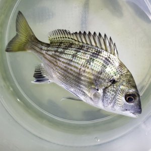 画像: 《近海産海水魚》クロダイ （SMサイズ）…当店ハンドコート採取