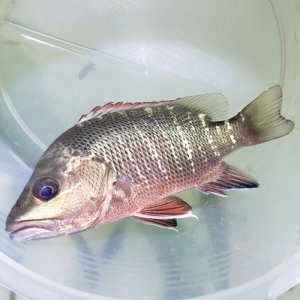 画像: 《近海産海水魚》ゴマフエダイ Sサイズ…当店ハンドコート採取