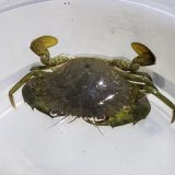 画像: 《近海産甲殻類》ノコギリガザミ（珍サイズ）…当店ハンドコート採取