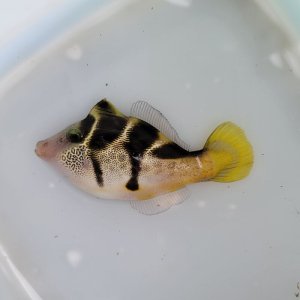 画像: 《近海産海水魚》ノコギリハギ‥ハンドコート採取