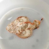 画像: 《近海産海水魚》【珍色】サツマカサゴ（画像の個体です）…ハンドコート採取