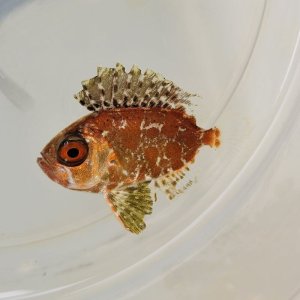 画像: 《近海産海水魚》キントキダイ科の幼魚(画像の個体です)…ハンドコート採取