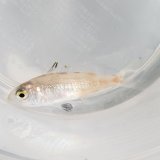 画像: 《近海産海水魚》ヒメダイ属の一種（？）…ハンドコート採取