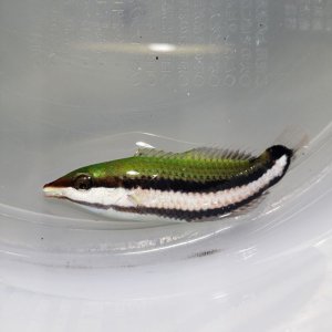 画像: 《近海産海水魚》【珍】クギベラ 　幼魚‥当店ハンドコート採取