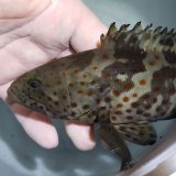 画像: 《近海産海水魚》チャイロマルハタ(Lサイズ箱単独梱包)…当店ハンドコート採取