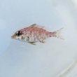 画像4: 《近海産海水魚》イトフエフキ幼魚(画像の個体です)…ハンドコート採取