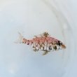 画像1: 《近海産海水魚》イトフエフキ幼魚(画像の個体です)…ハンドコート採取