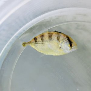 画像: 《近海産海水魚》アジ科の幼魚…ハンドコート採取