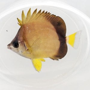 画像: 《近海産海水魚》シラコダイ(SSサイズ)…当店ハンドコート採取（餌食べています！）