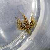 画像: 《近海産海水魚》【激レアサイズ】キリンミノカサゴ幼魚…当店ハンドコート採取