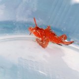 画像: 《近海産海水魚》【ウルトラレアサイズ】ツノカサゴの稚魚（画像の個体です）…ハンドコート採取