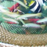 画像: 《近海産海水魚》☆★美色★☆イトマンクロユリハゼの2匹セット（上品な美しさのあるハゼでおススメです！！）・・・当店ハンドコート採取