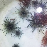 画像: 《近海産海洋生物》☆新春特価セール☆ガンガゼモドキ…ハンドコート採取