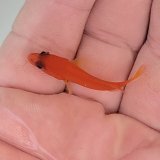 画像: 《近海産海水魚》激レアサイズのユカタハタ幼魚(画像の個体です)…当店ハンドコート採取【熊野灘産】