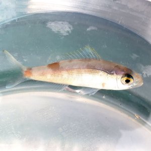 画像: 《近海産海水魚》【珍】オオヒメ（？）　幼魚…ハンドコート採取