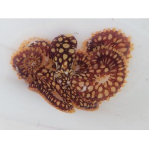 画像: 《近海産甲殻類》激レアサイズのワモンダコ(画像の個体です)1匹…当店ハンドコート採取