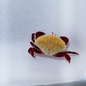 画像: 《近海産甲殻類》チリメンベニオウギガニ …ハンドコート採取