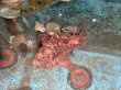 画像3: 《近海産海水魚》☆★☆オオモンカエルアンコウ(色柄系のフリー個体)…ハンドコート採取