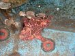 画像5: 《近海産海水魚》☆★☆オオモンカエルアンコウ(色柄系のフリー個体)…ハンドコート採取