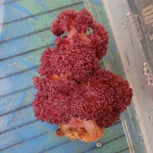 画像: 《近海産海洋生物》ビロードトゲトサカ(画像の個体です)…縮んだ状態です