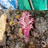 画像: 《近海産海洋生物》当店生け簀繁殖のトゲトサカ(Sサイズのフリー個体)