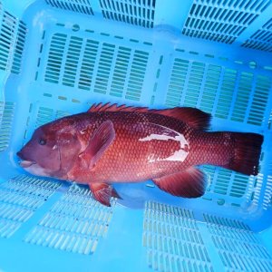 画像: 《近海産海水魚》☆☆コブダイ（寒鯛）…画像の個体です