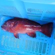 画像6: 《近海産海水魚》☆☆コブダイ（寒鯛）…画像の個体です