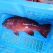 画像7: 《近海産海水魚》☆☆コブダイ（寒鯛）…画像の個体です