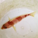 画像: 《近海産海水魚》タマガシラ　Lサイズ…ハンドコート採取