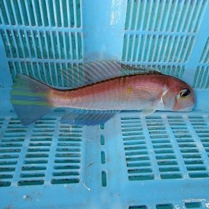 画像: 《近海産海水魚》☆☆☆アカアマダイ（画像の個体です）…状態極上です