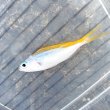 画像3: 《近海産海水魚》ウメイロモドキ（Ｓサイズ）…ハンドコート採取