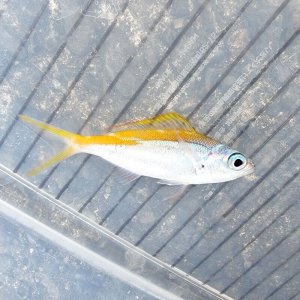 画像: 《近海産海水魚》ウメイロモドキ（Ｓサイズ）…ハンドコート採取