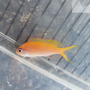 画像: 《近海産海水魚》☆★☆熊野灘産ナガハナダイ幼魚（激珍サイズ）・・・