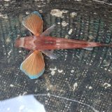 画像: 《近海産海水魚》カナガシラ（数週間ストックの個体です）…ハンドコート採取