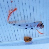 画像: 《外洋性深海魚》☆★☆冷凍テンガイハタ (画像の個体です)315・・ハンドコート採取