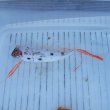 画像3: 《外洋性深海魚》☆★☆冷凍テンガイハタ (画像の個体です)315・・ハンドコート採取