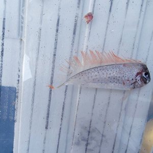 画像: 《近海産深海魚》【激レア】冷凍フリソデウオ（画像の個体です）‥約6センチ±