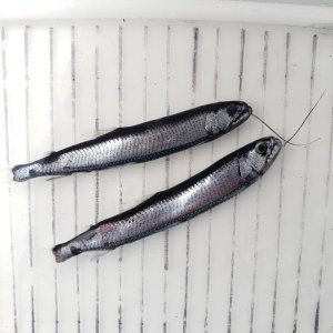 画像: 《外洋性深海魚》トカゲハダカ(2匹セット)画像の個体です…冷凍個体