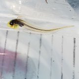 画像: 《近海産海水魚》【ウルトラレア】アカタチ属の幼魚（未同定）…深海ハンドコート採取