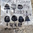 画像5: 《近海産深海魚》ホテイエソ（画像の発光器のピンク個体です)…冷凍個体