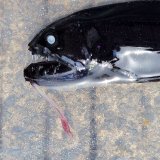 画像: 《外洋性深海魚》クロトカゲギスの仲間（画像の個体です）8センチ±…冷凍個体