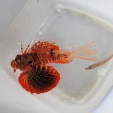 画像: 《近海産海水魚》セトミノカサゴ（画像の個体です）…ハンドコート採取