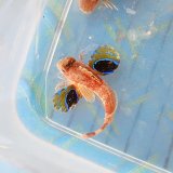 画像: 《近海産海水魚》【レアサイズ】トゲカナガシラ（画像の個体です）…鰭のスレは徐々に治ります！ハンドコート採取