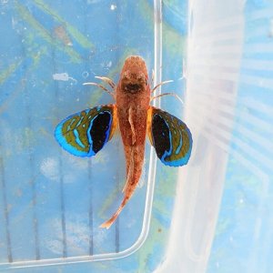 画像: 《近海産海水魚》【珍】トゲカナガシラ（画像の激美個体です）…ハンドコート採取