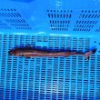 画像2: 《外洋性深海魚》冷凍ダルマザメ（35センチ前後）…画像の個体です